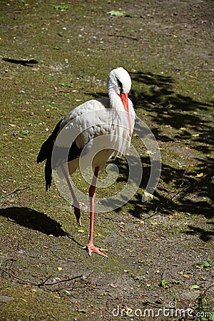 Stork standing on one Leg Stock Photo